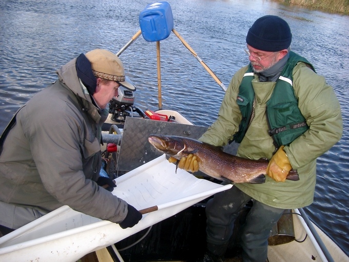 Elfiskeri den 1.november 2006 