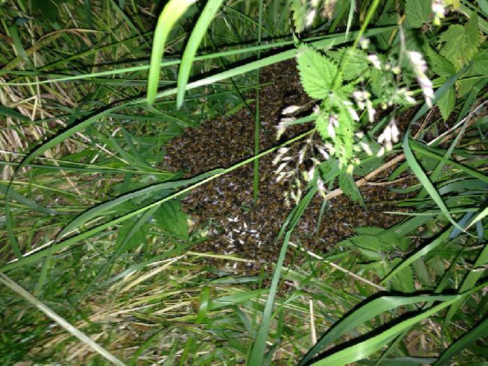 Sværmen er der stadig - Vedr. bisværm ved Lilleåen