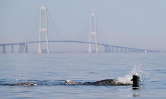 Med Fiskekajakkerne på Storebælt og mødet med Delfinerne