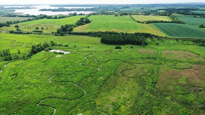 Naturen vender tilbage til naturgenoprettede vandløb